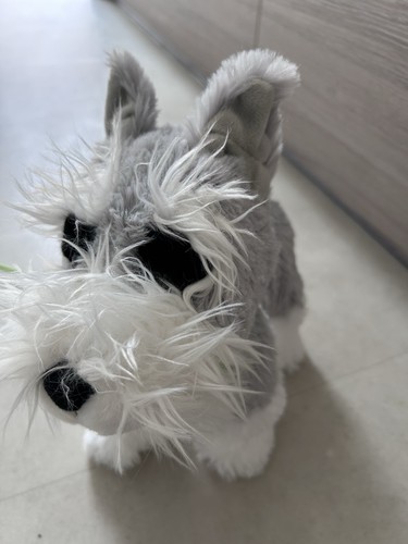 Toy dogs walking - walking, and
